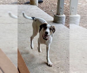 Aussie Siberian Dogs for adoption in South Lake Tahoe, CA, USA
