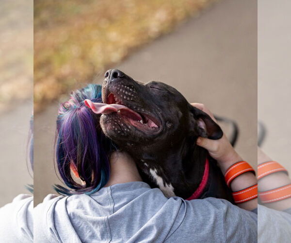 Medium Photo #11 American Staffordshire Terrier-Labrador Retriever Mix Puppy For Sale in Princeton, MN, USA
