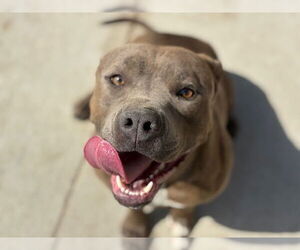 Mutt Dogs for adoption in Tulsa, OK, USA