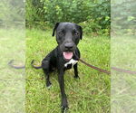 Small #2 Bulldog-Labrador Retriever Mix
