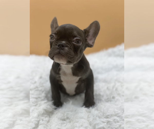 Medium Photo #4 French Bulldog Puppy For Sale in PALM BEACH, FL, USA