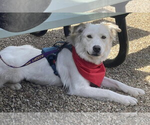 Juniper - Female Great Pyrenees-Unknown Mix Dog for Adoption - Photo #3