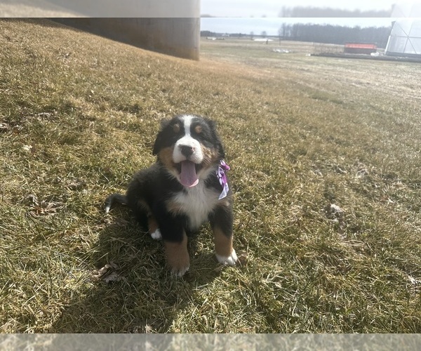 Medium Photo #1 Bernese Mountain Dog Puppy For Sale in ATHENS, WI, USA