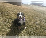 Puppy Issac Bernese Mountain Dog