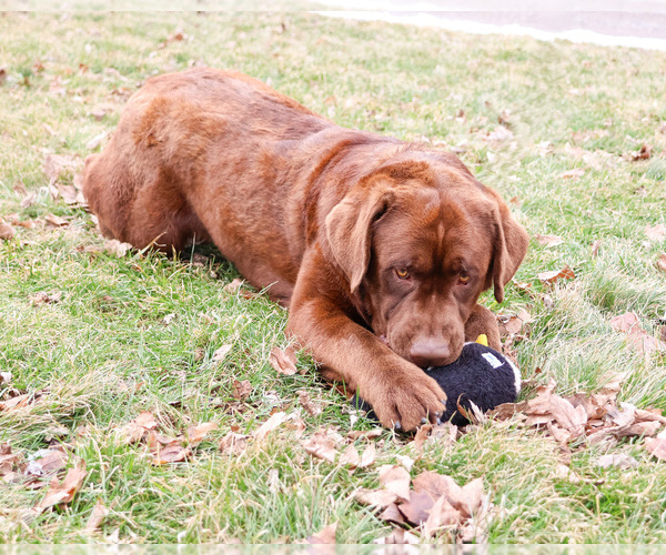 Medium Photo #5 Labrador Retriever Puppy For Sale in SYRACUSE, IN, USA