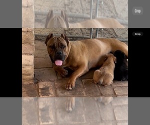 Mother of the Cane Corso puppies born on 11/24/2023