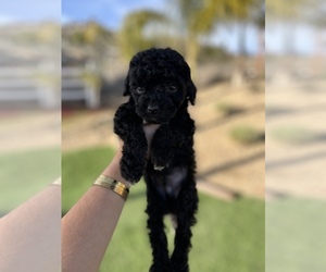 Goldendoodle (Miniature) Puppy for sale in MENIFEE, CA, USA
