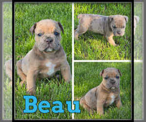 Olde English Bulldogge Puppy for sale in WHEELER, MI, USA