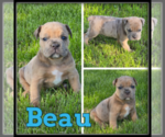 Image preview for Ad Listing. Nickname: Beau