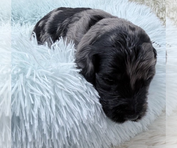 Medium Photo #36 Goldendoodle Puppy For Sale in PIERSON, FL, USA