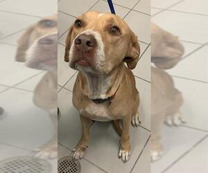 American Pit Bull Terrier-Unknown Mix Dogs for adoption in Corpus Christi, TX, USA