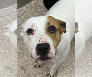 American Pit Bull Terrier-Unknown Mix Dogs for adoption in Martinsburg, WV, USA