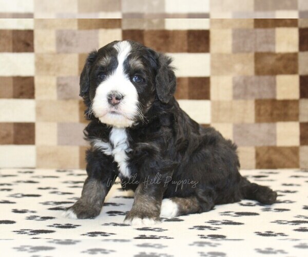 Medium Photo #1 Bernedoodle (Miniature) Puppy For Sale in DENVER, PA, USA