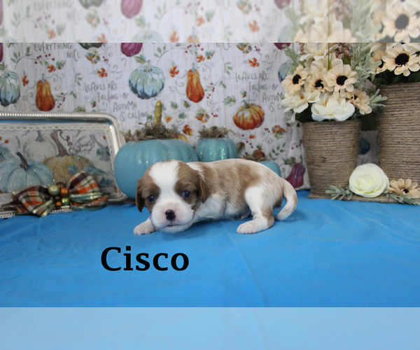 Medium Photo #39 Cavalier King Charles Spaniel Puppy For Sale in CHANUTE, KS, USA