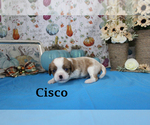 Small Photo #39 Cavalier King Charles Spaniel Puppy For Sale in CHANUTE, KS, USA