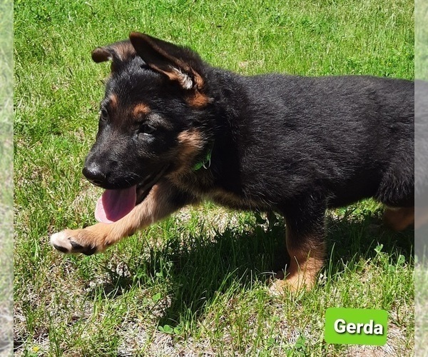 Medium Photo #2 German Shepherd Dog Puppy For Sale in EVANS, WA, USA