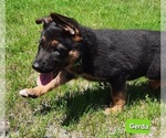 Small Photo #2 German Shepherd Dog Puppy For Sale in EVANS, WA, USA