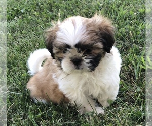 Shih Tzu Puppy for sale in SILEX, MO, USA