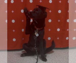 Draco - Male Siberian Husky-Unknown Mix Dog for Adoption - Photo #3