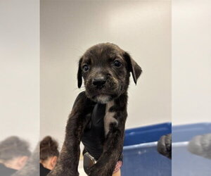 Labrador Retriever Dogs for adoption in Corpus Christi, TX, USA