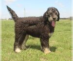 Small Photo #1 Bernedoodle-Poodle (Miniature) Mix Puppy For Sale in HUTCHINSON, KS, USA