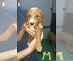 Small Photo #2 Poodle (Miniature) Puppy For Sale in NORTH LIBERTY, IN, USA