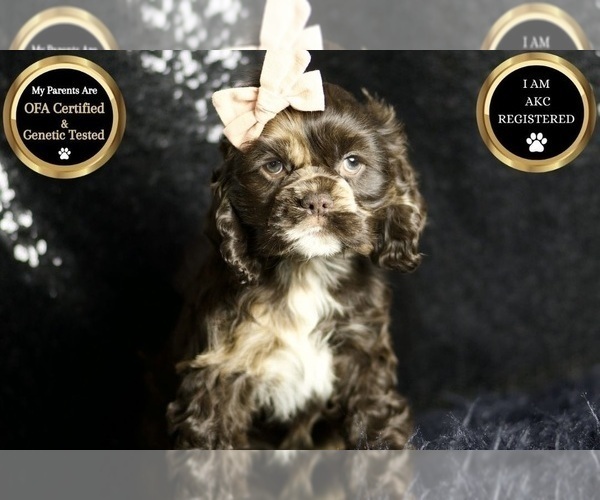 Medium Photo #62 Cocker Spaniel Puppy For Sale in WARSAW, IN, USA