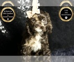 Small Photo #62 Cocker Spaniel Puppy For Sale in WARSAW, IN, USA