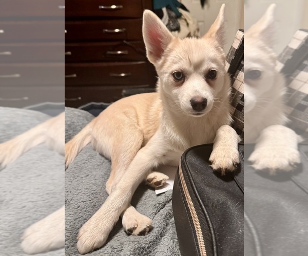 Medium Photo #242 Pomsky Puppy For Sale in LOVELAND, CO, USA
