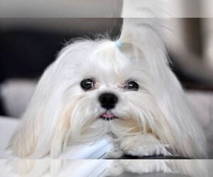 Father of the Maltese puppies born on 05/22/2023