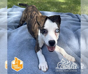 Mutt Dogs for adoption in Irvine, CA, USA