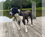Small #5 Labrador Retriever Mix