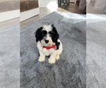 Small #7 Cavapoo