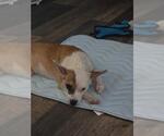 Small #2 Chihuahua Mix