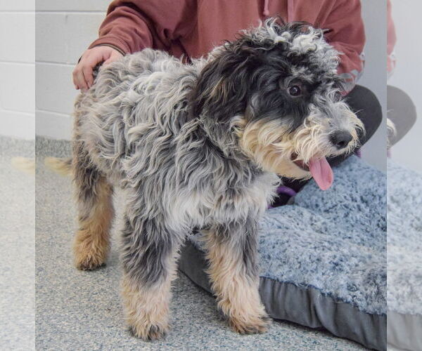 Medium Photo #4 Mutt Puppy For Sale in Huntley, IL, USA