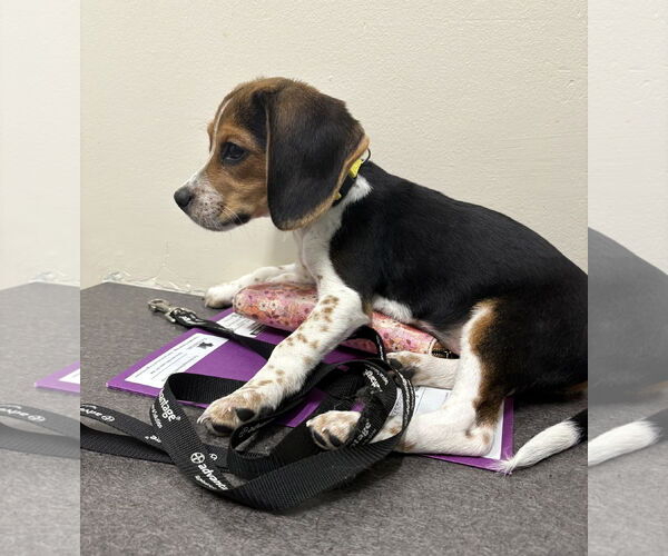Medium Photo #2 Beagle Puppy For Sale in Wheaton, IL, USA