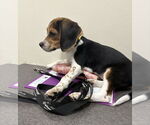 Small #1 Beagle
