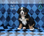 Small Photo #41 Bernese Mountain Dog Puppy For Sale in HARRISONBURG, VA, USA