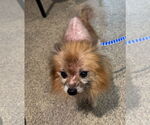 Small #7 Pomeranian