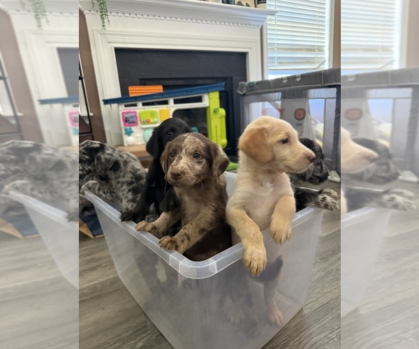 Medium Photo #1 Australian Labradoodle Puppy For Sale in CARROLLTON, VA, USA