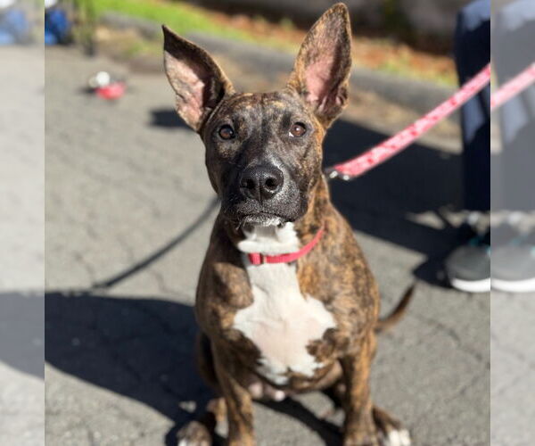 Medium Photo #2 Mutt Puppy For Sale in Canton, CT, USA