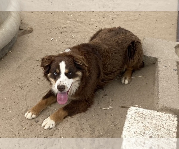 Medium Photo #2 Miniature Australian Shepherd Puppy For Sale in FORT MORGAN, CO, USA