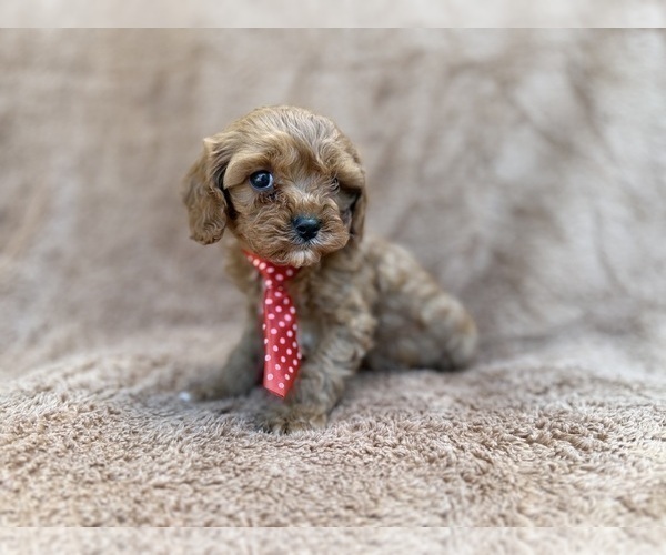 Medium Photo #4 Cavapoo (Miniature) Puppy For Sale in LAKELAND, FL, USA