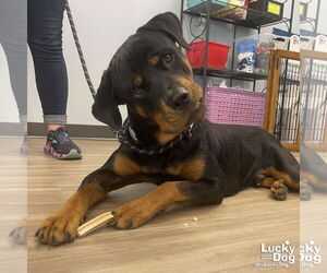 Rottweiler-Unknown Mix Dogs for adoption in Washington, DC, USA