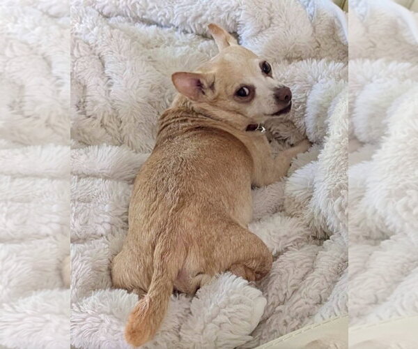 Medium Photo #1 Chihuahua-Unknown Mix Puppy For Sale in Omaha, NE, USA