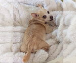 Small Chihuahua Mix