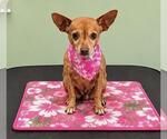 Small #2 Chihuahua
