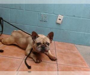 French Bulldog Dogs for adoption in Downey, CA, USA