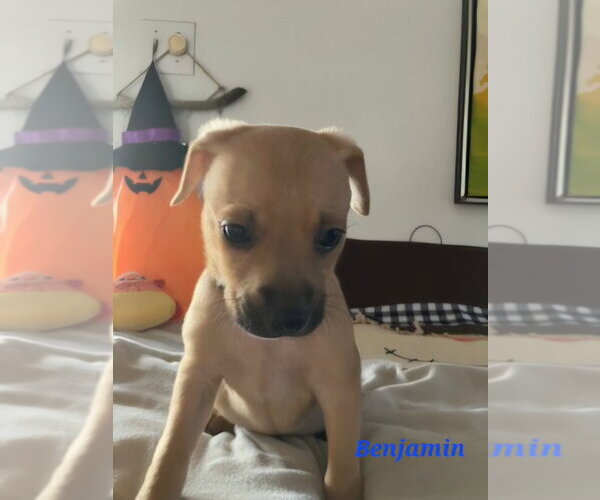 Medium Photo #1 Chihuahua-Unknown Mix Puppy For Sale in Lakewood, CO, USA