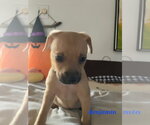 Benjamin - Male Chihuahua-Unknown Mix Dog for Adoption - Small photo
